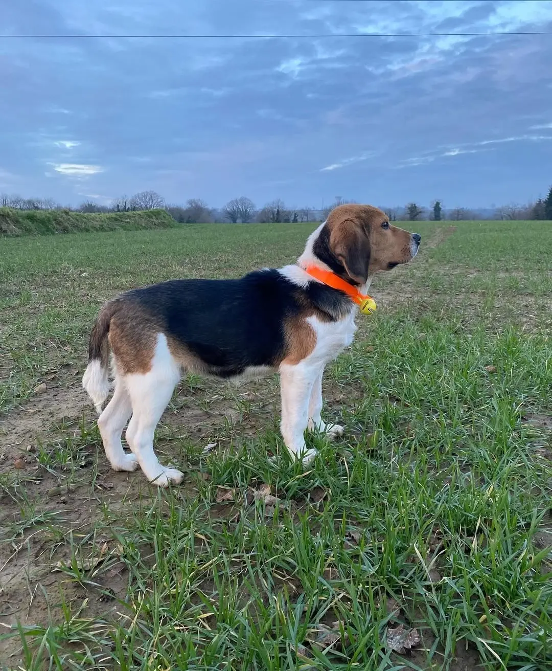 chien reunited   72350 Saint-Denis-d'Orques Vaillant