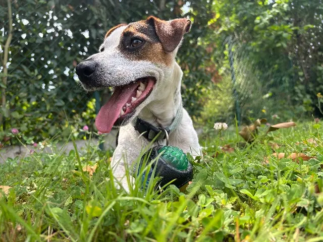 chien reunited   72140 Parennes Volt