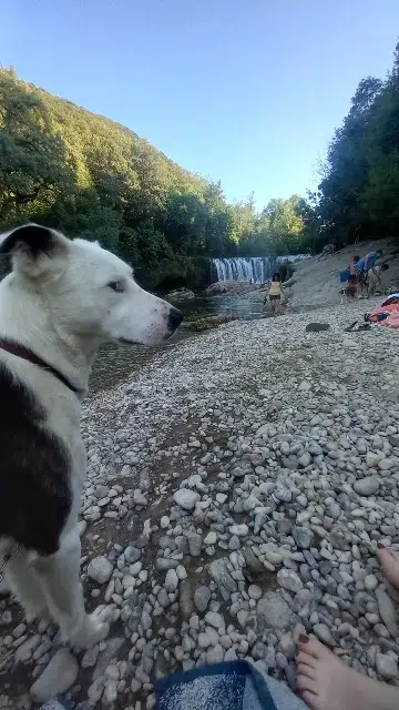 chien reunited   73110 La Table Panda