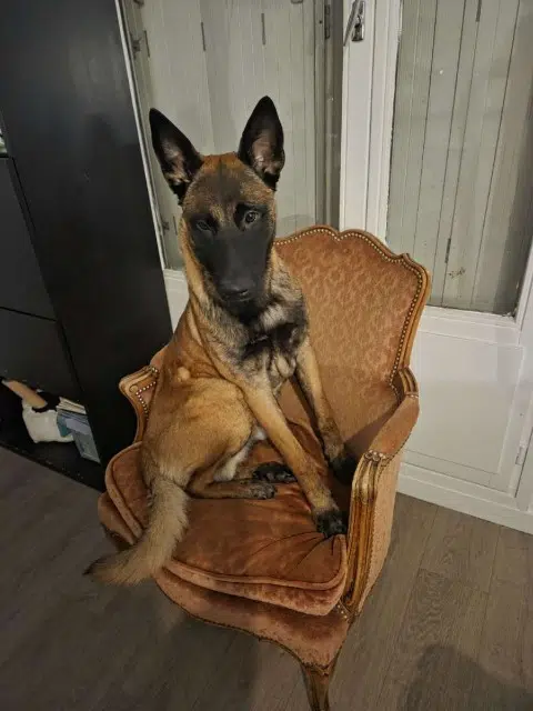 chien reunited   73000 Chambéry Pica