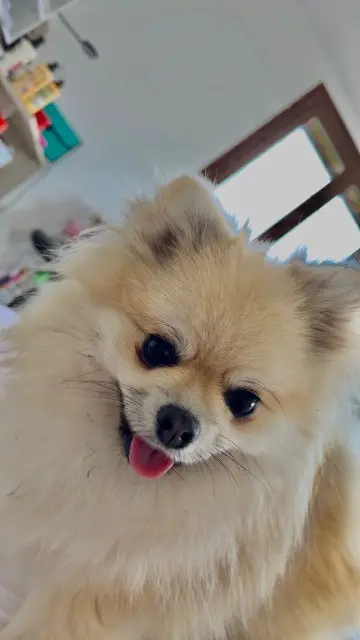 chien reunited   73200 Albertville plume