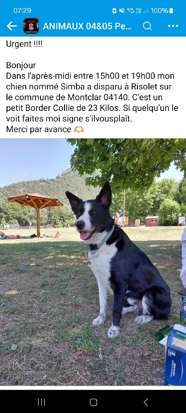Chien Perdu 73 Savoie - Simba Chien Perdu 73 Savoie - Simba