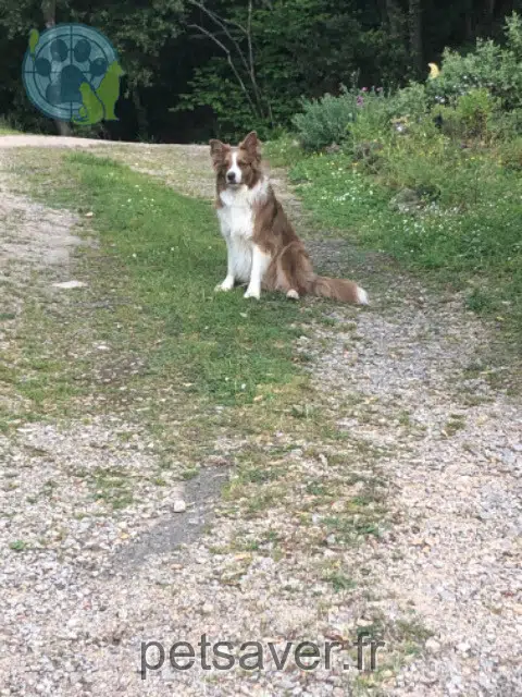 chien reunited 74500 Saint-Paul-en-Chablais Harley