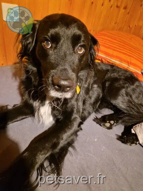 chien reunited   74100 Ambilly Iro