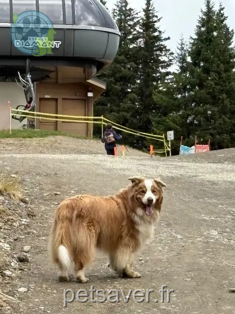 chien reunited 74120 Megève Iron