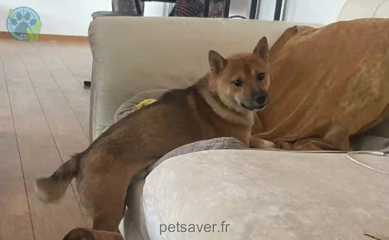 Chien Trouvé 74 Haute-Savoie - Spy-k Chien Trouvé 74 Haute-Savoie - Spy-k