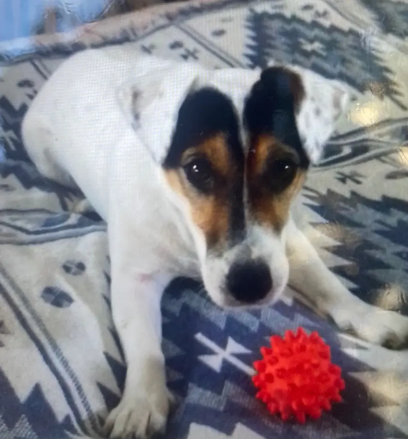 Chien Trouvé 75C Paris Chien Trouvé 75C Paris