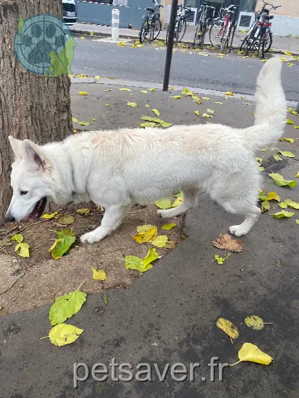 Chien Perdu 75C Paris - Charly Chien Perdu 75C Paris - Charly