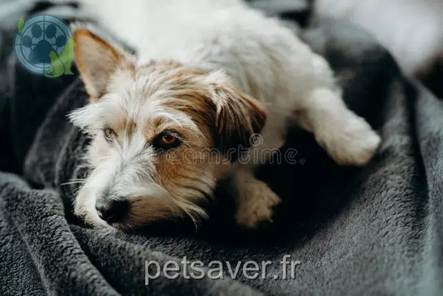 chien reunited Paris Freddie
