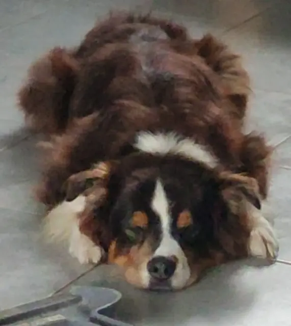 chien reunited   76540 Angerville-la-Martel Gypso