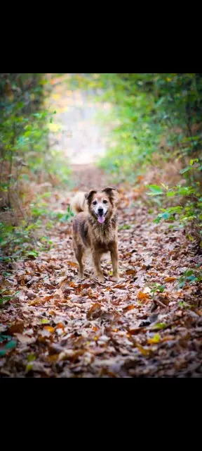 chien reunited   76800 Saint-Étienne-du-Rouvray Hooper