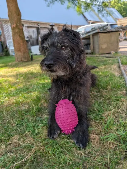 chien reunited   76280 Saint-Jouin-Bruneval Jameson