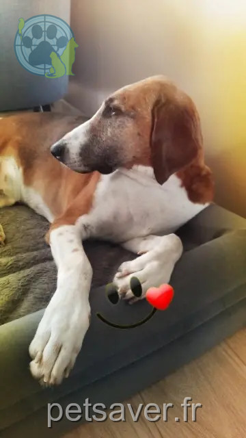 chien reunited   76750 Sainte-Croix-sur-Buchy Lanceval