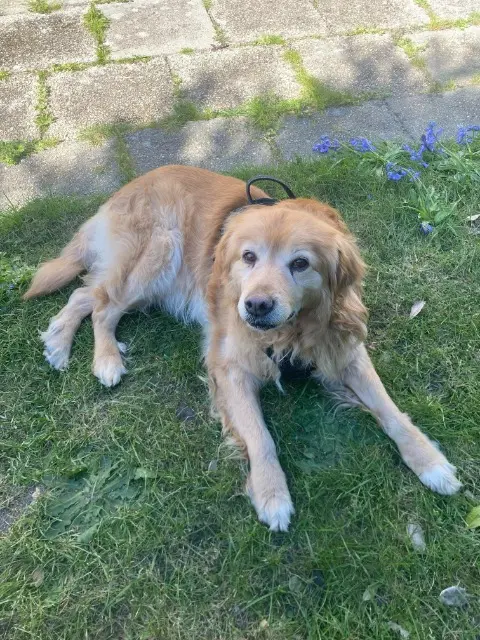 chien reunited    Le Havre Hooper