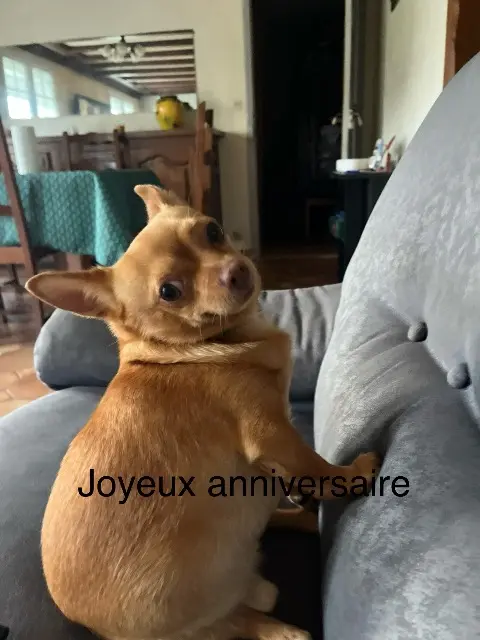 chien reunited    Le Havre Oggy