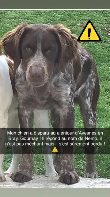 chien reunited   76220 Avesnes-en-Bray Nemo