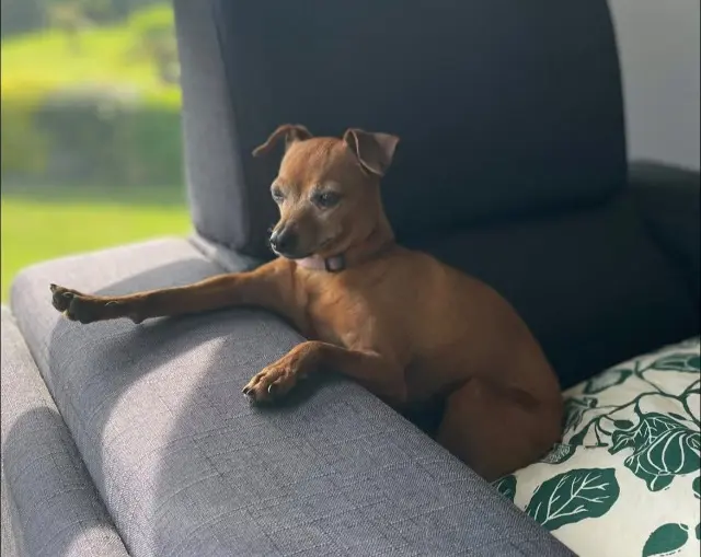 chien reunited   76230 Quincampoix Oscar