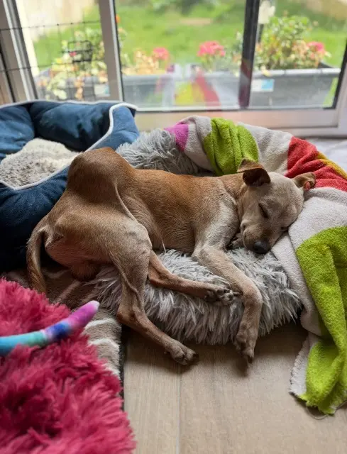 chien reunited   77700 Coupvray Cailloux