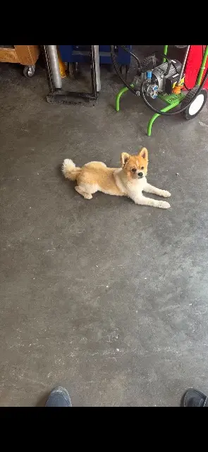 chien reunited   77500 Chelles Chicco