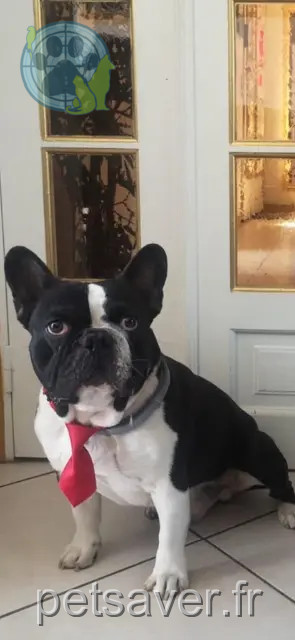 chien reunited   77500 Chelles Cookie