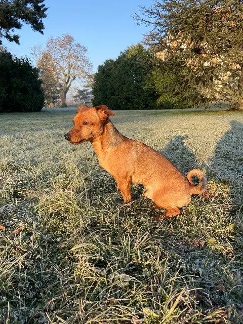 chien reunited   77220 Gretz-Armainvilliers Groot
