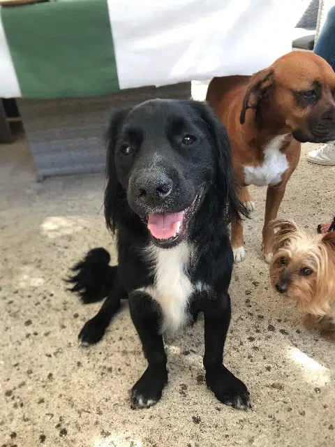 chien reunited   77710 Lorrez-le-Bocage-Préaux Kenai