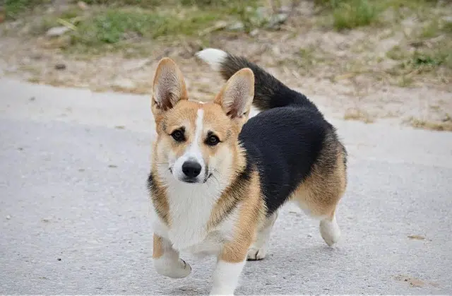 chien reunited   77630 Barbizon Maurice