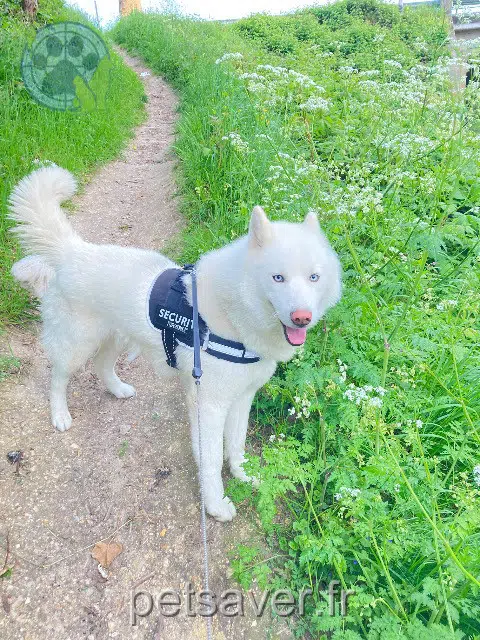 chien reunited 77100 Meaux Max
