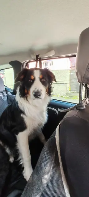 chien reunited   77260 La Ferté-sous-Jouarre Meiko