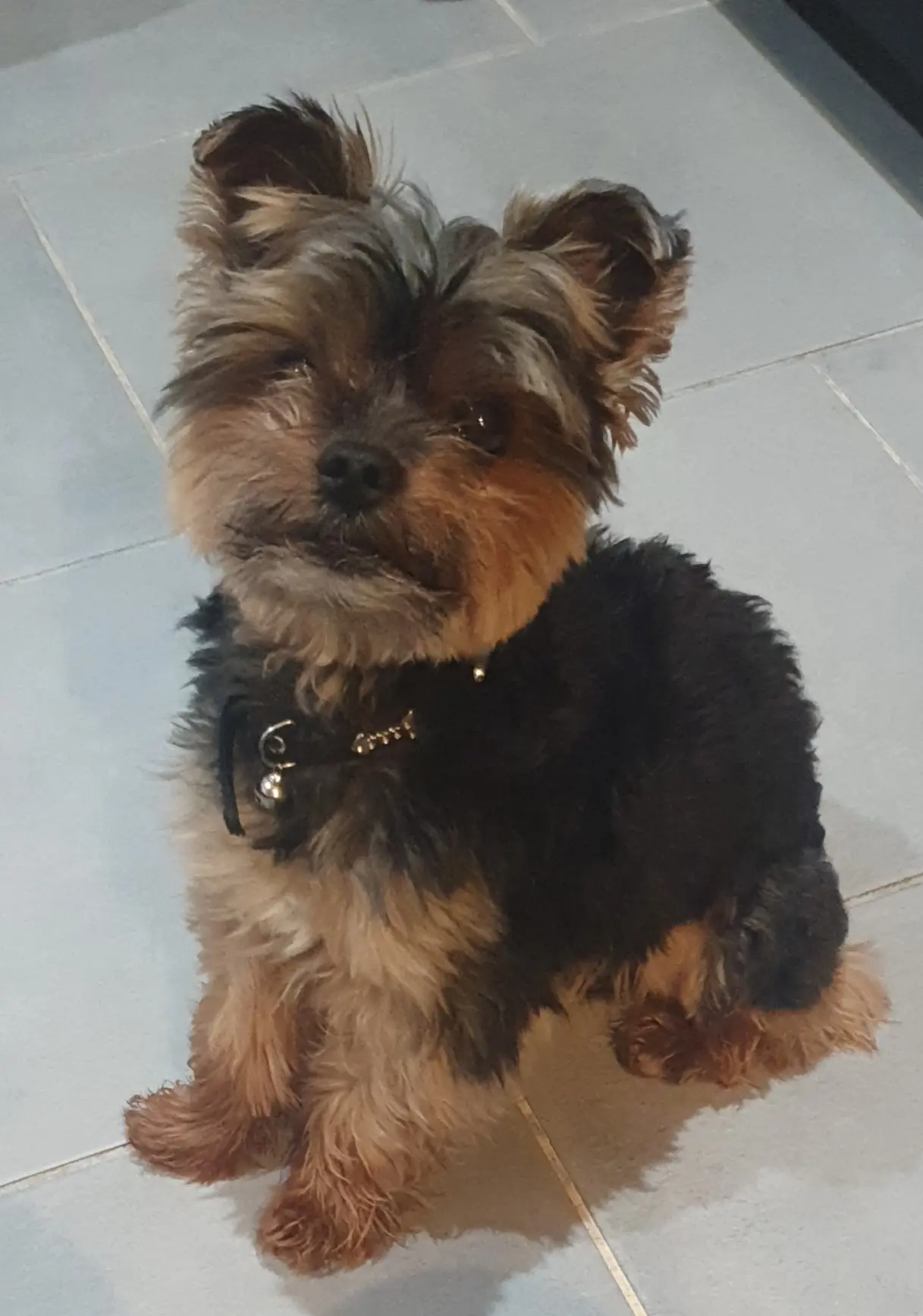 chien reunited   77181 Courtry Nouga