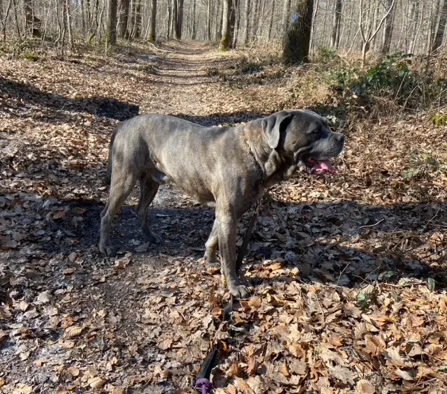 chien reunited   77250 Moret-Loing-et-Orvanne Rouky