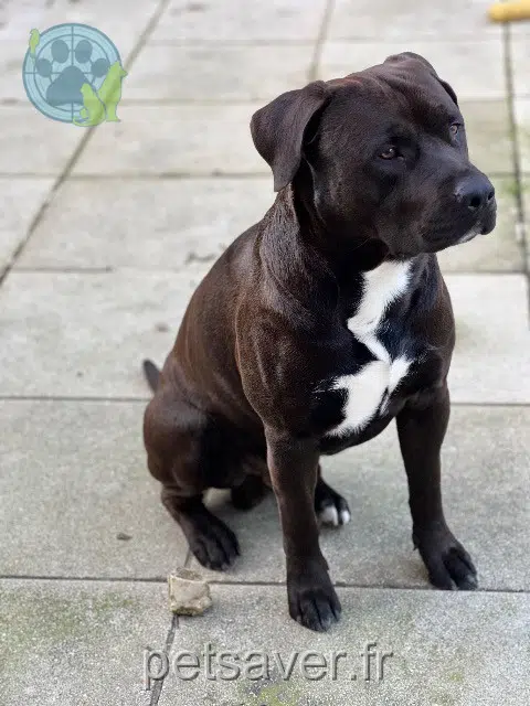 chien reunited   77148 Salins Tayson