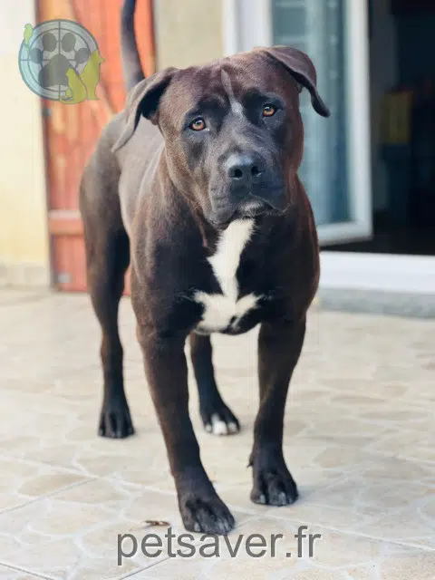 chien reunited   77148 Salins Tayson