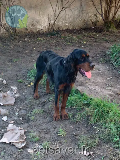 chien reunited 77260 La Ferté-sous-Jouarre Vito