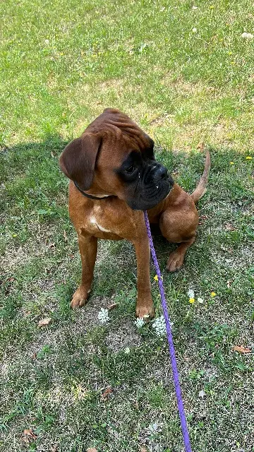 chien reunited   77350 Boissise-la-Bertrand Voyou