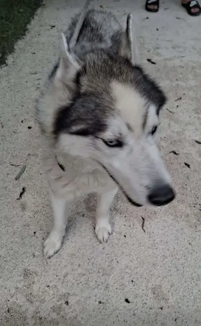 chien reunited   77230 Moussy-le-Neuf Yeti