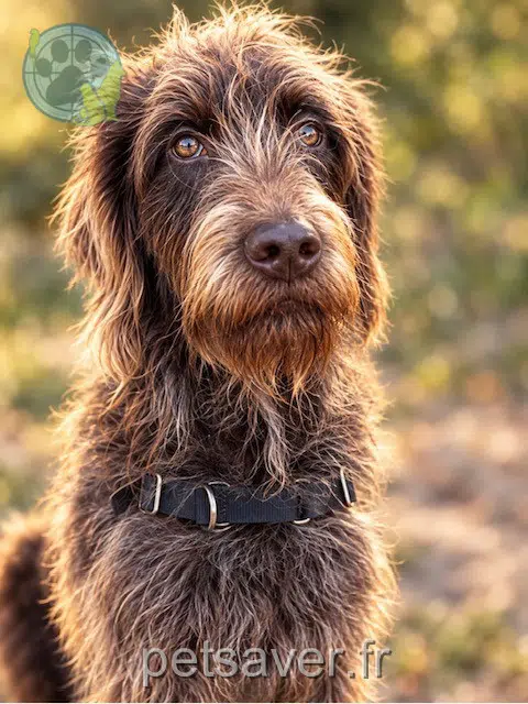 chien reunited 78000 Versailles Arry