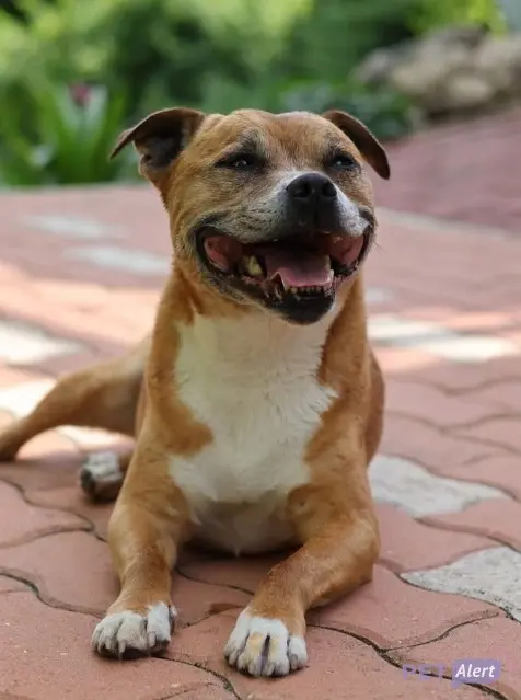 chien reunited   78250 Hardricourt Django