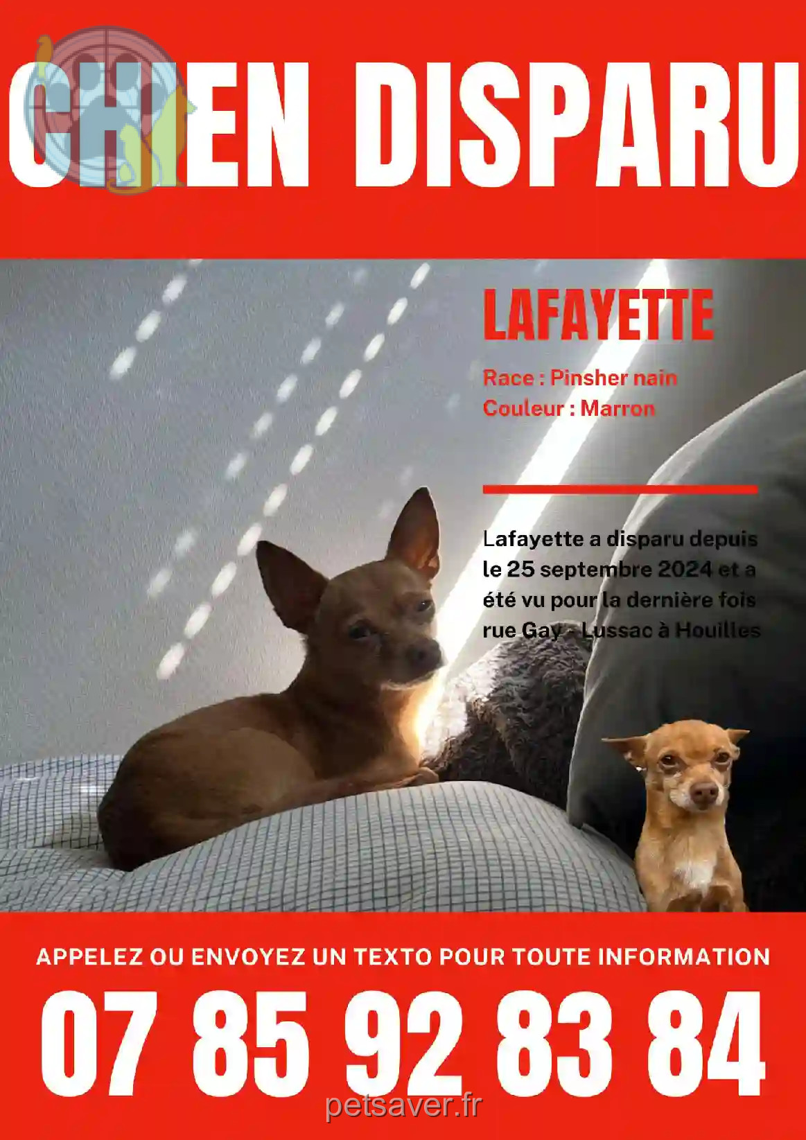 Chien Perdu 78 Yvelines - Lafayette Chien Perdu 78 Yvelines - Lafayette
