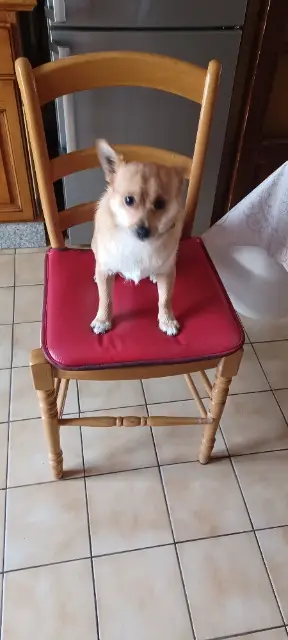 chien reunited   78520 Limay Loby