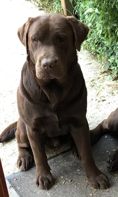 chien reunited   78250 Oinville-sur-Montcient Pacha