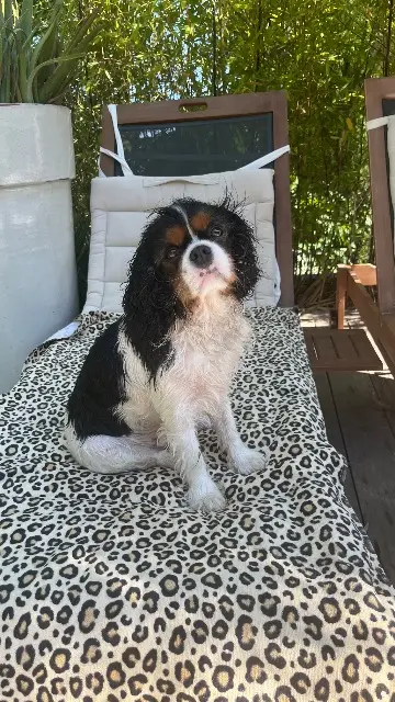 chien reunited    Saint-Germain-en-Laye Vuitton