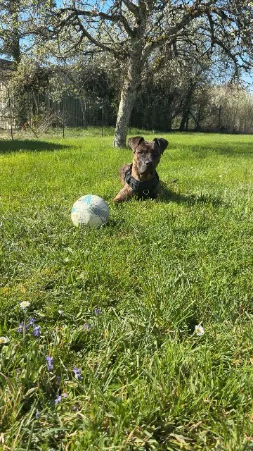 chien reunited   78860 Saint-Nom-la-Bretèche Yayou