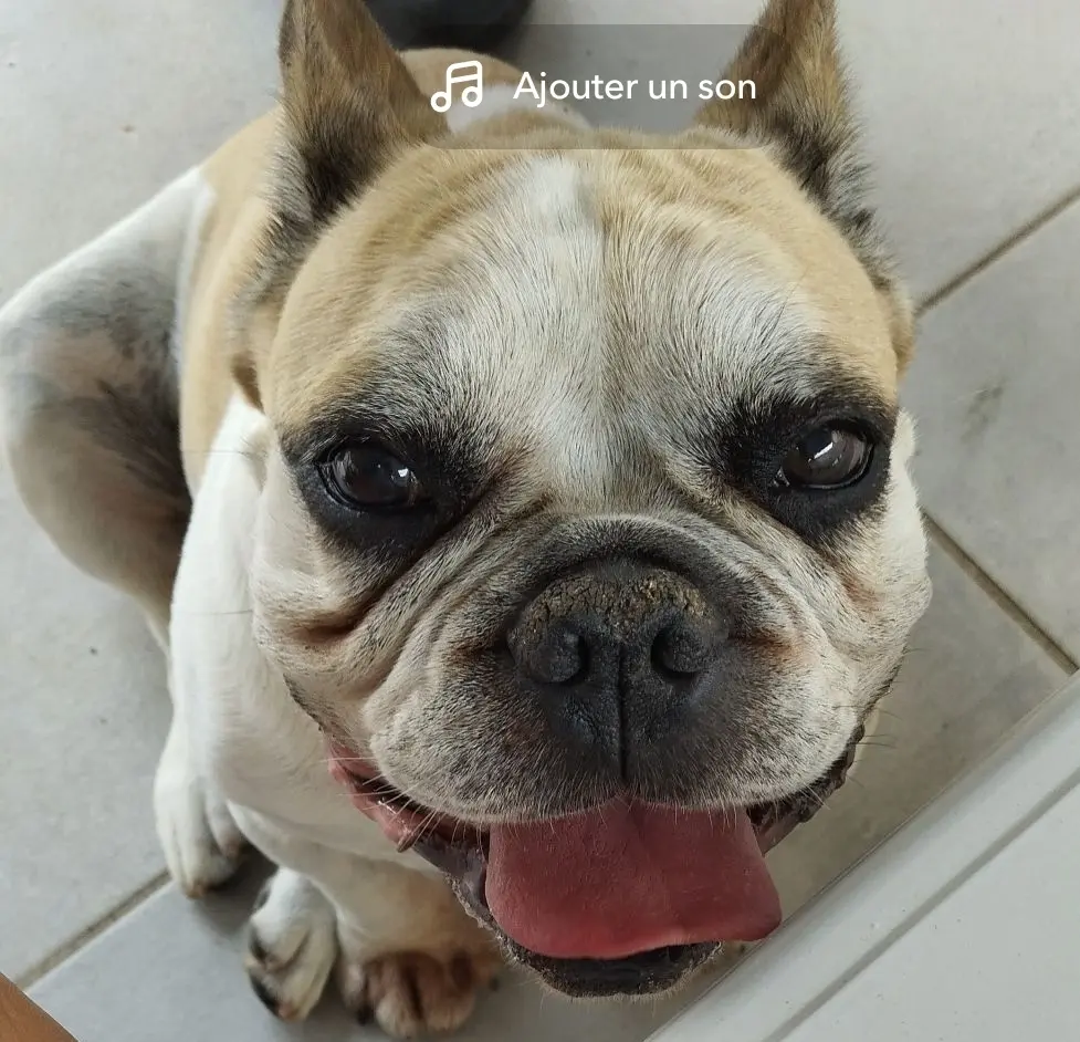 Chien Trouvé 79 Deux-Sèvres Chien Trouvé 79 Deux-Sèvres