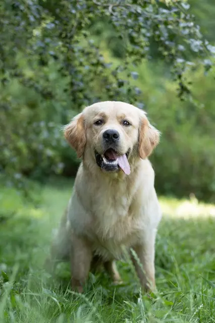 chien reunited   79240 Scillé Senku