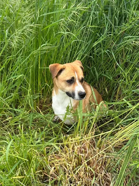 chien reunited   79600 Availles-Thouarsais Taz