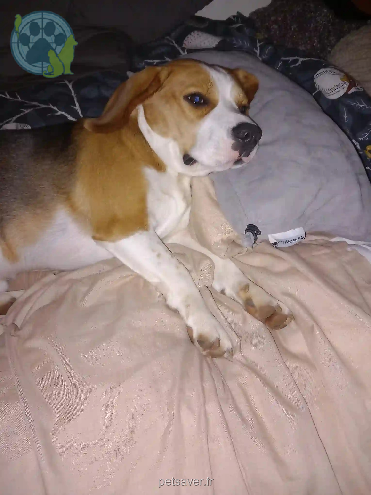 Chien Trouvé 79 Deux-Sèvres - Tommy Chien Trouvé 79 Deux-Sèvres - Tommy