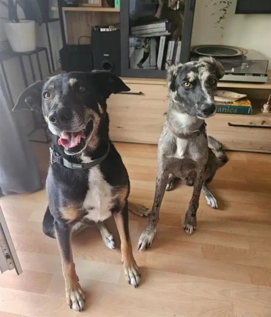 chien reunited    Val-du-Mignon Kinaïvolka