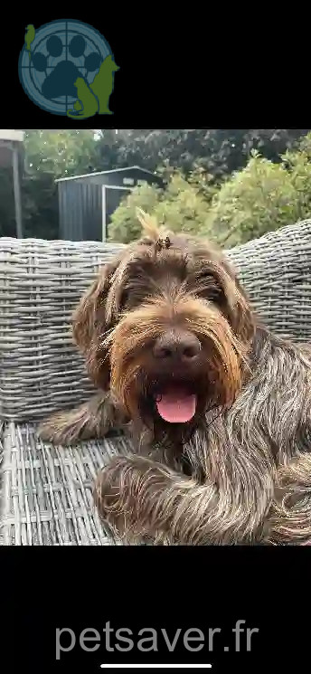 Chien Trouvé 80 Somme - Phebus Chien Trouvé 80 Somme - Phebus