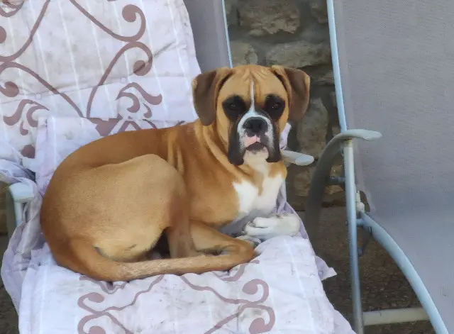 chien reunited   80430 Beaucamps-le-Jeune UNYX